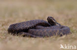 Adder (Vipera berus) 