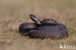 Adder (Vipera berus) 