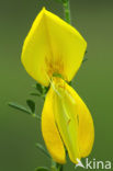 Brem (Cytisus scoparius)