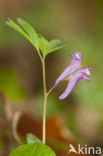 Corydalis intermedia