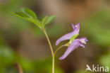 Corydalis intermedia