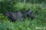 Eland (Alces alces)