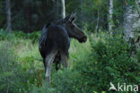 Eland (Alces alces)