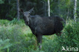 Eland (Alces alces)