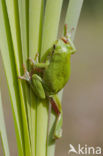 Europese boomkikker (Hyla arborea) 