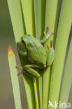 Europese boomkikker (Hyla arborea) 