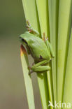 Europese boomkikker (Hyla arborea) 