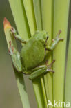 Europese boomkikker (Hyla arborea) 