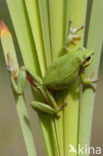 Europese boomkikker (Hyla arborea) 