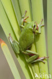 Europese boomkikker (Hyla arborea) 