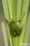 Europese boomkikker (Hyla arborea) 