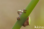 Europese boomkikker (Hyla arborea) 