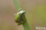 Europese boomkikker (Hyla arborea) 