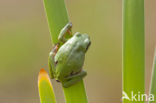 Europese boomkikker (Hyla arborea) 