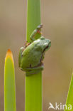 Europese boomkikker (Hyla arborea) 