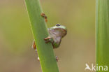 Europese boomkikker (Hyla arborea) 