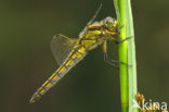 Gewone oeverlibel (Orthetrum cancellatum)