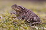 Gewone pad (Bufo bufo)