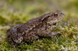 Gewone pad (Bufo bufo)