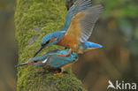 IJsvogel (Alcedo atthis)