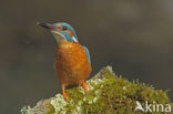 IJsvogel (Alcedo atthis)