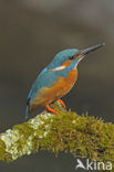 IJsvogel (Alcedo atthis)