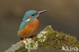 IJsvogel (Alcedo atthis)