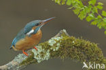 IJsvogel (Alcedo atthis)