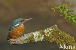 IJsvogel (Alcedo atthis)