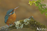 IJsvogel (Alcedo atthis)