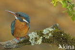 IJsvogel (Alcedo atthis)