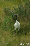 Japanse Kraanvogel (Grus japonensis) 