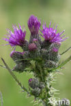 Kale jonker (Cirsium palustre)