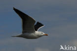 Kleine Mantelmeeuw (Larus fuscus)