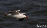 Kleine Mantelmeeuw (Larus fuscus)