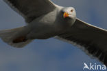 Kleine Mantelmeeuw (Larus fuscus)