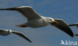 Kleine Mantelmeeuw (Larus fuscus)