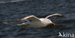 Kleine Mantelmeeuw (Larus fuscus)