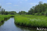 Riet (Phragmites australis)