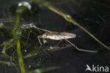 Schaatsenrijder (Gerris lacustris)