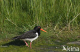 Scholekster (Haematopus ostralegus)