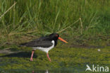 Scholekster (Haematopus ostralegus)