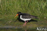 Scholekster (Haematopus ostralegus)