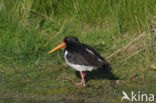 Scholekster (Haematopus ostralegus)