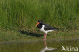 Scholekster (Haematopus ostralegus)