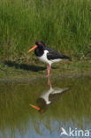 Scholekster (Haematopus ostralegus)