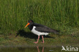 Scholekster (Haematopus ostralegus)