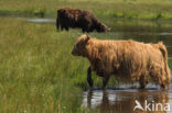 Schotse Hooglander