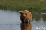 Schotse Hooglander