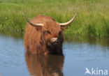 Schotse Hooglander